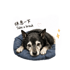 阿熊趴兔