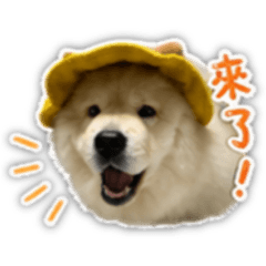 澎澎來囉！