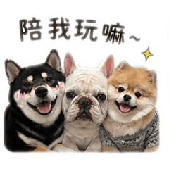 家裡三隻狗勾