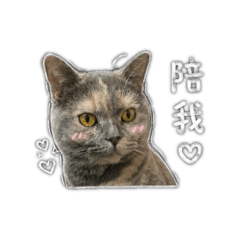 Comi醬