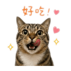 Haru 宅貓
