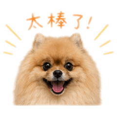 我們一家都是博美