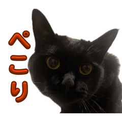 chocoha_7_2026