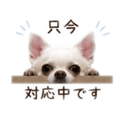 Hachi_20260511220746