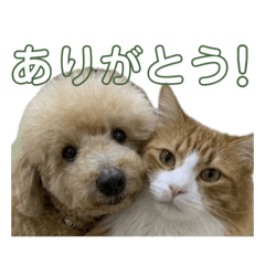 ishi_20260512014816