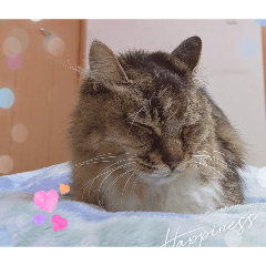 noako_20260512013025