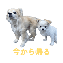 hima_20260512011659