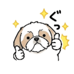 Cute and chill Shih Tzu