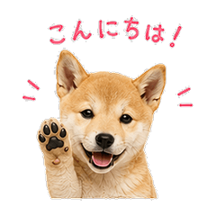 Friendly Shiba Puppy Daily Stickers