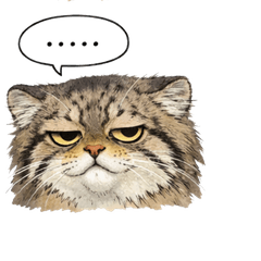 The look of a manur cat