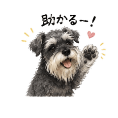 begdog