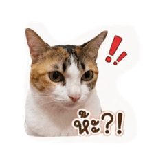 Catmine family_20260428171517