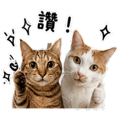 LLion cat