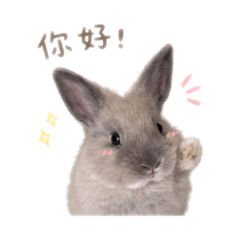 最可愛的小芋圓