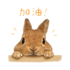 Q版的可愛虎皮問候～