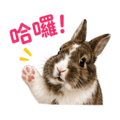 小P兔の日常 Part 2