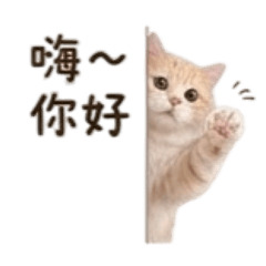 點點貓有話要說 喵～
