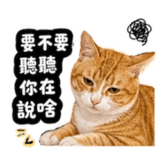 橘貓慢慢日常