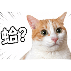 我不桔道