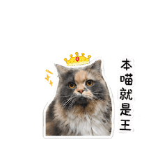 腿庫女孩