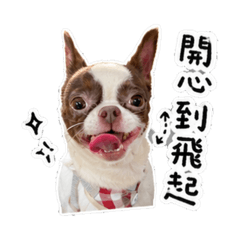 吉娃娃の日常情緒包