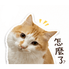 胖胖表情包1