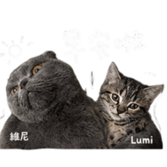 維尼與Lumi談話日常