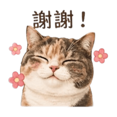 三花肥嘟嘟內內