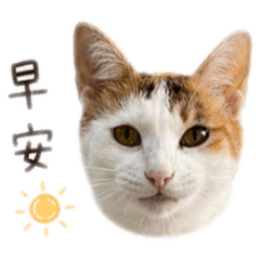 盧豆花日常
