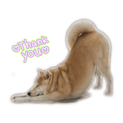 柴犬咪歐的日常2