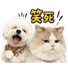 哈囉與哈妞