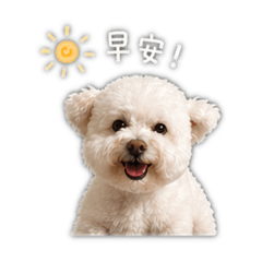 白貴賓Mumu