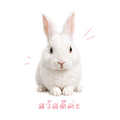 Judyjeeda_20260428172205