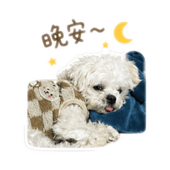 阿五寶寶