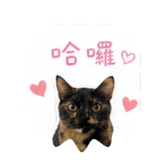 玳瑁咪咪
