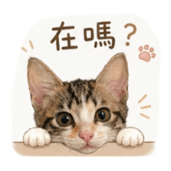 可愛貓咪的日常問候（Hana)