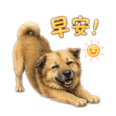 妞妞の日常1
