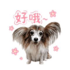 陳家有七寶