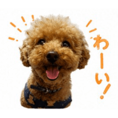Rui_2026_one