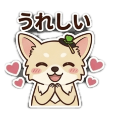 yurufuwa_Chihuahua2
