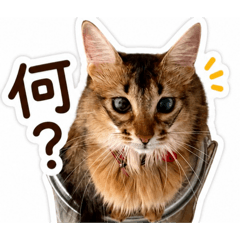tora_chamu_20260511223533