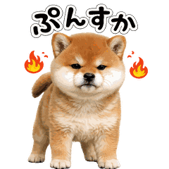 shibainu yarukinashi