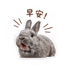 小灰咪啡