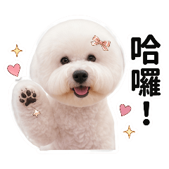 本汪日常・軟萌登場