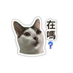 傻點點