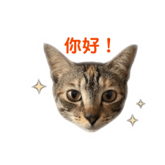Lutes 栗子