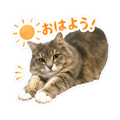Siberian no leon