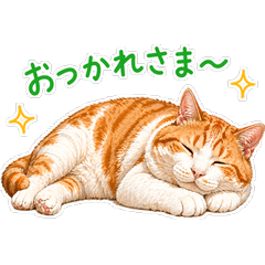 Chubby Baby Cat -The Little One