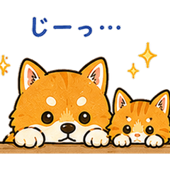 Mel the Shiba and Amu the Tabby Cat