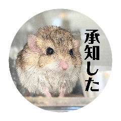 munyuchan2